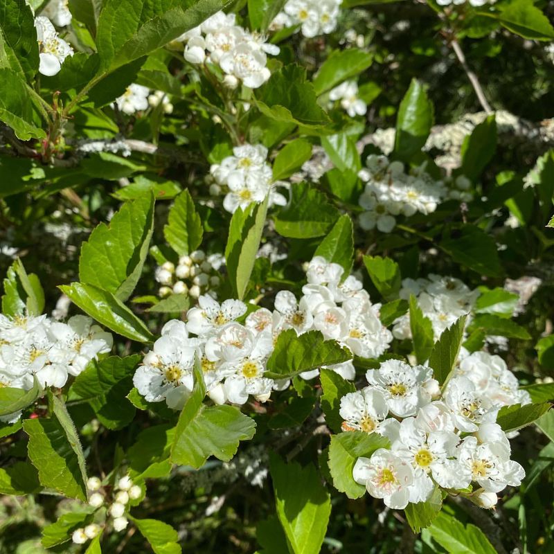 Hawthorn