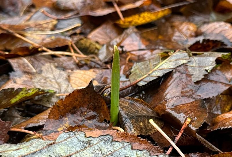 Leaf Mulch