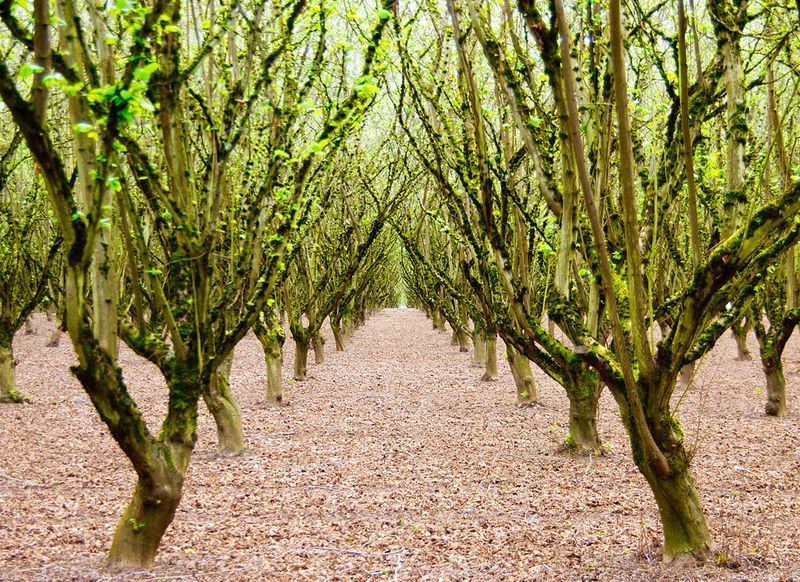 Hazelnut Tree