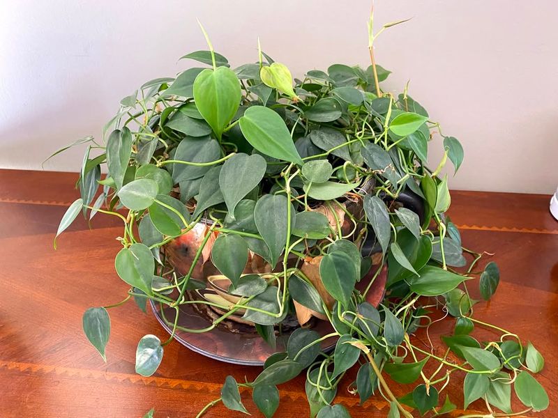 Heartleaf Philodendron