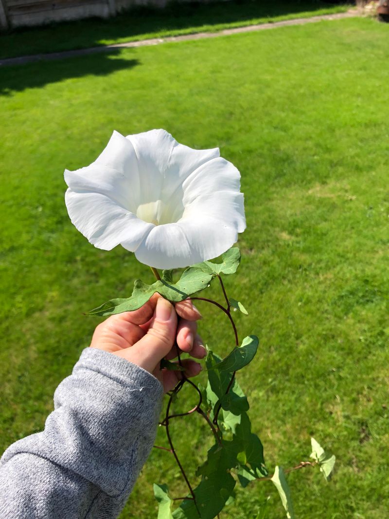 Hedge Bindweed