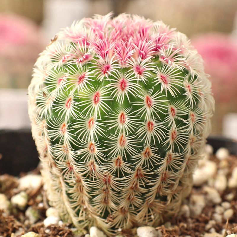 Hedgehog Cactus