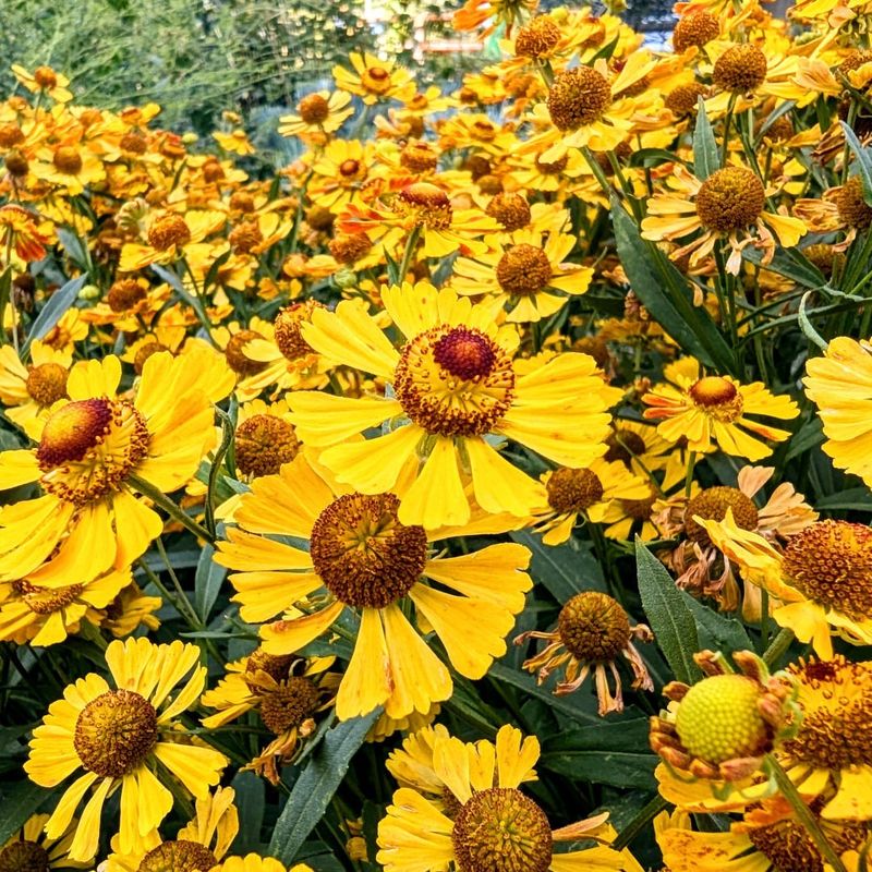 Helenium