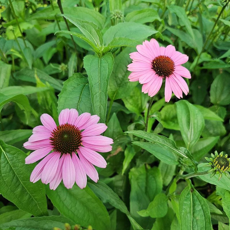 Helenium (Helenium autumnale)