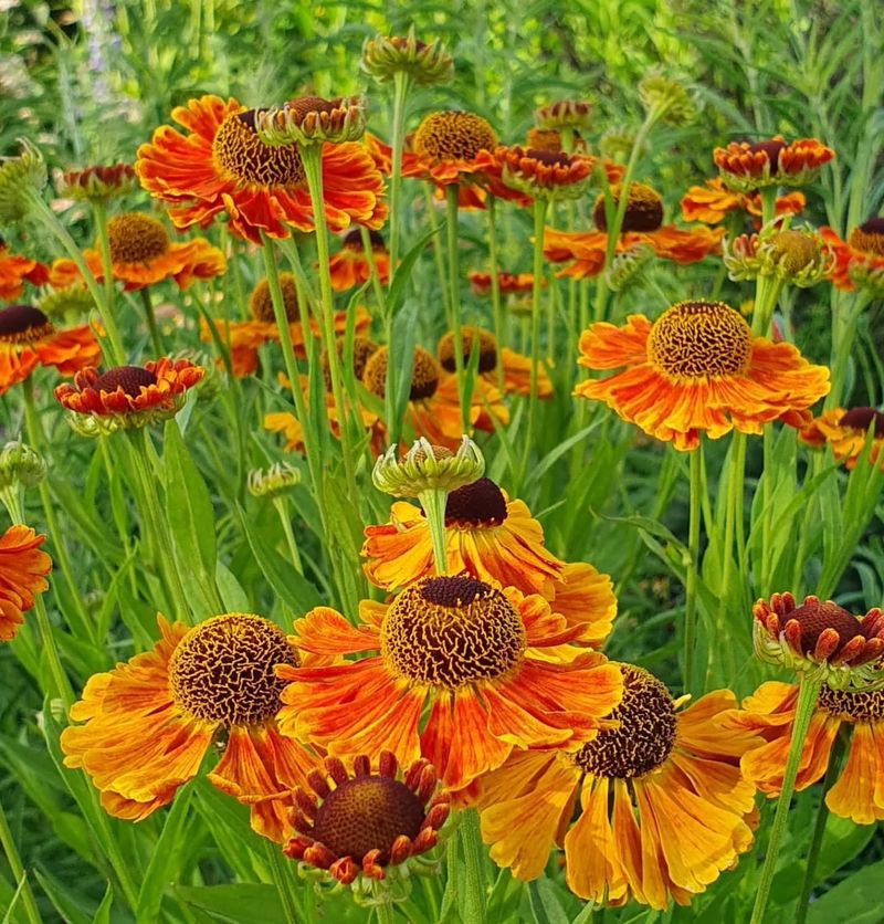 Helenium