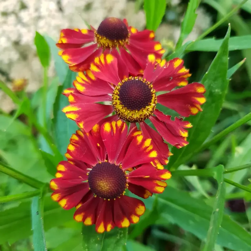 Helenium