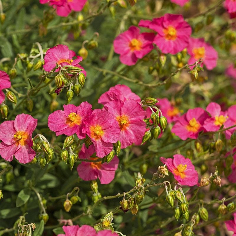 Helianthemum