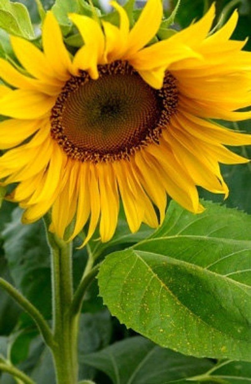 Helianthus