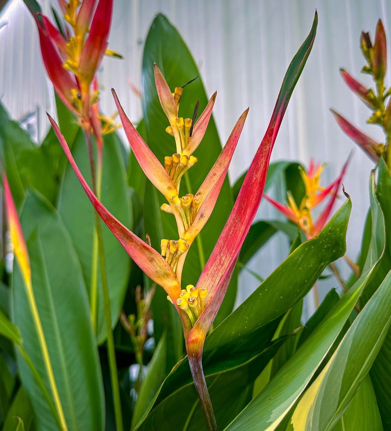 Heliconia