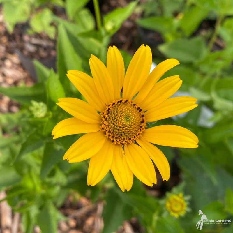 Heliopsis