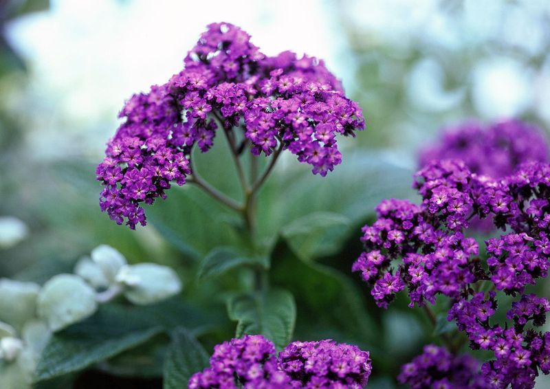 Heliotrope