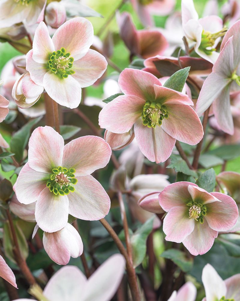 Hellebore