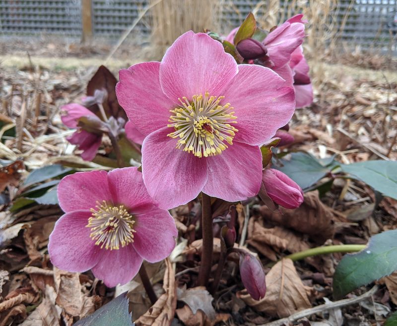 Hellebore