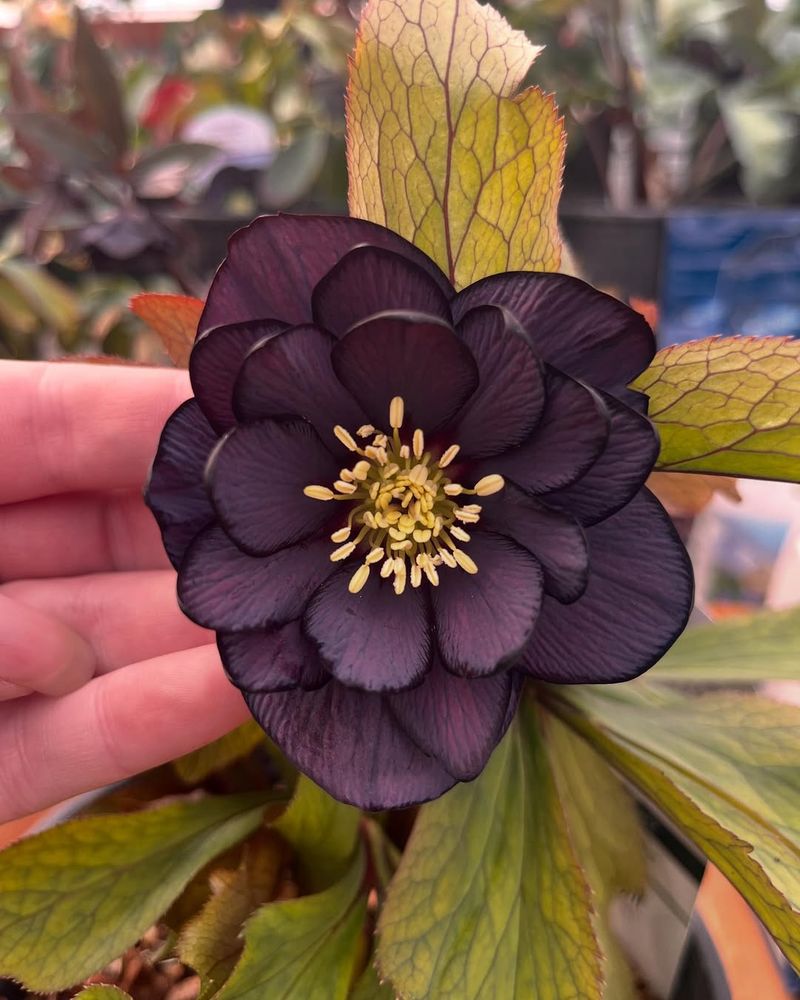 Hellebore