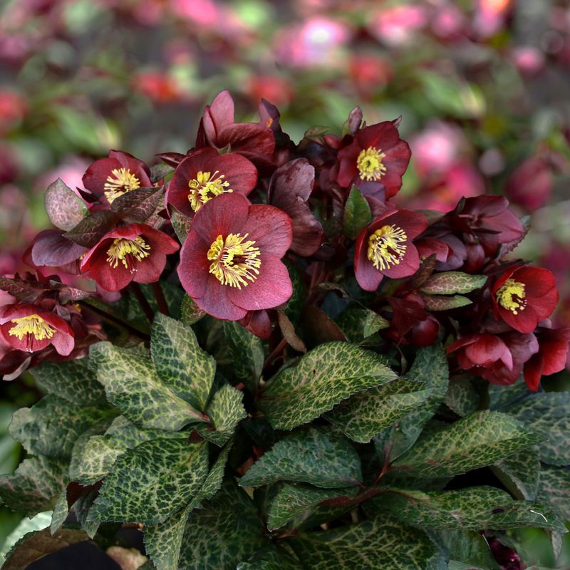 Hellebore