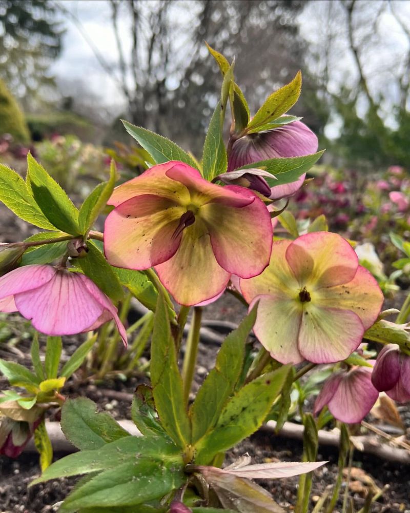 Hellebore