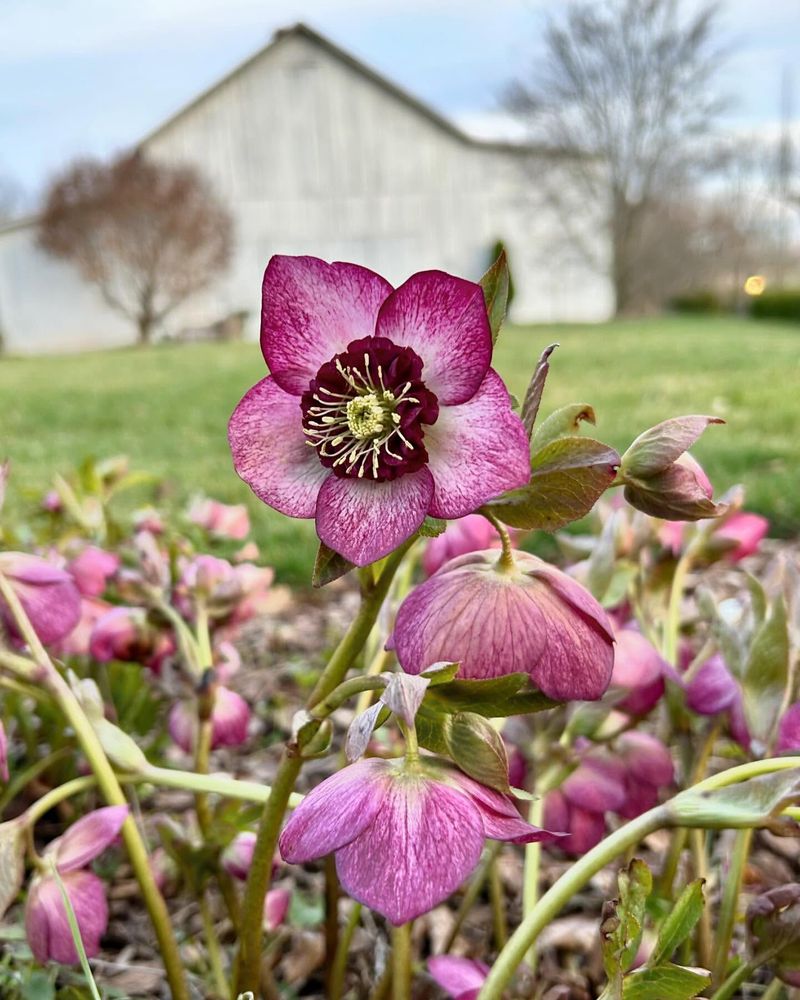 Hellebore (Helleborus)