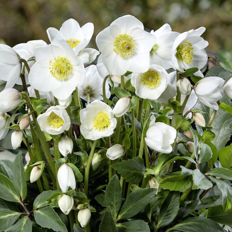 Helleborus Niger