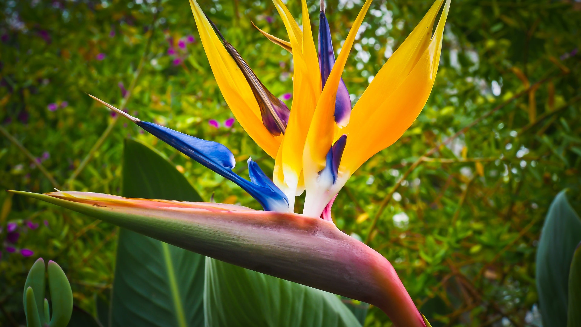 bird of paradise plant