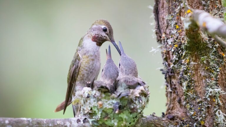 hummingbird nest