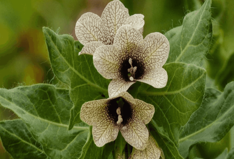 Henbane