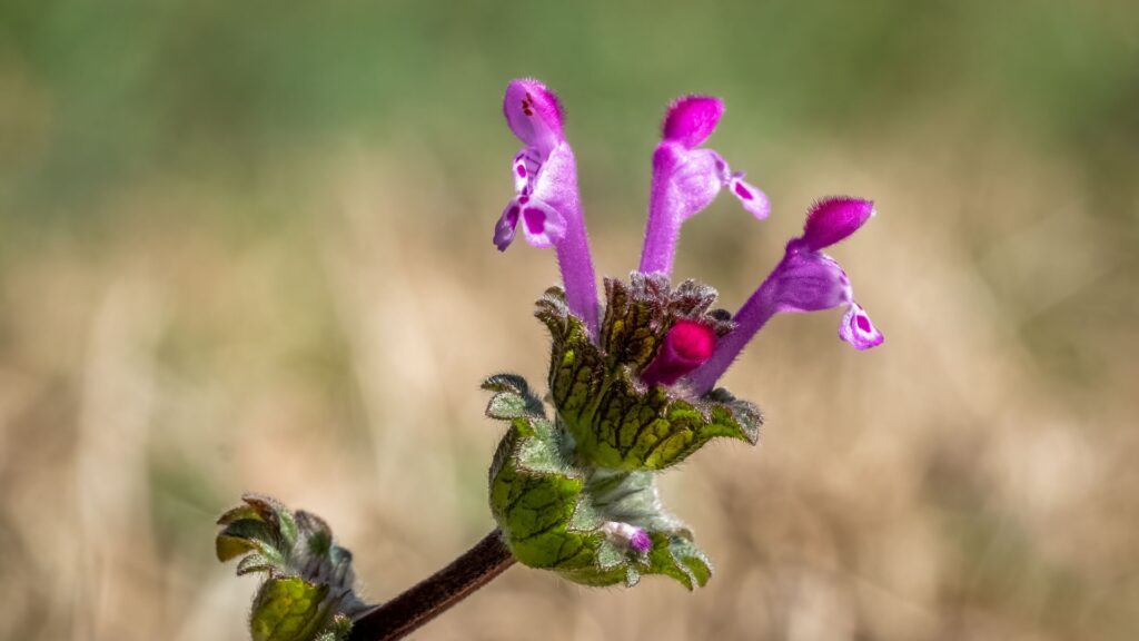 henbit weeds flower