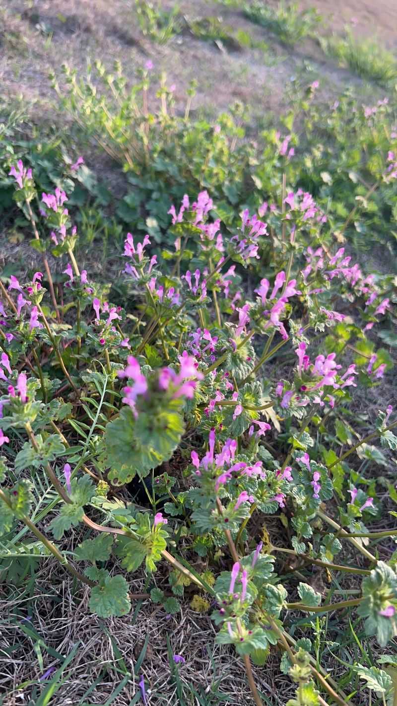 Henbit