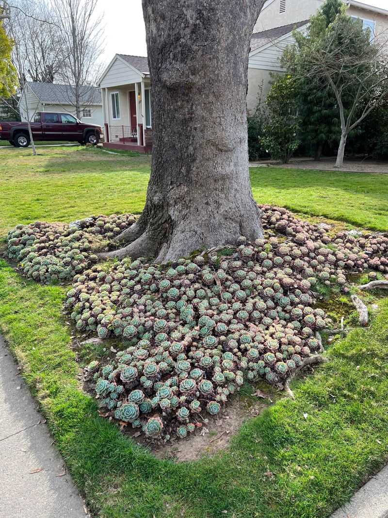 Hens and Chicks