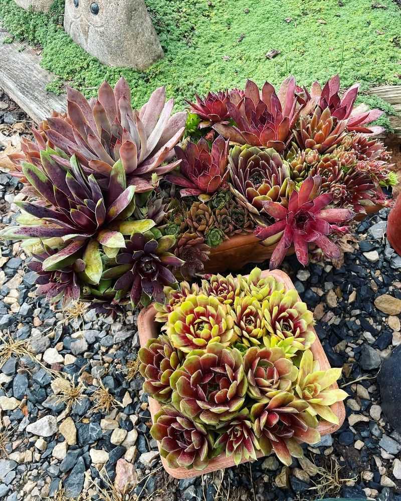 Hens and Chicks