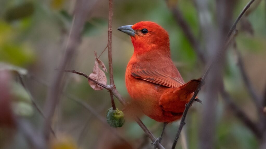 Hepatic Tanager