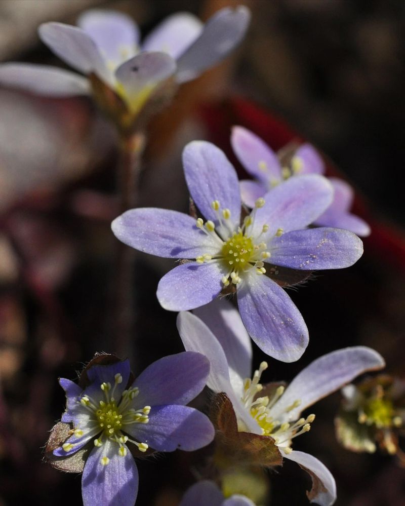 Hepatica