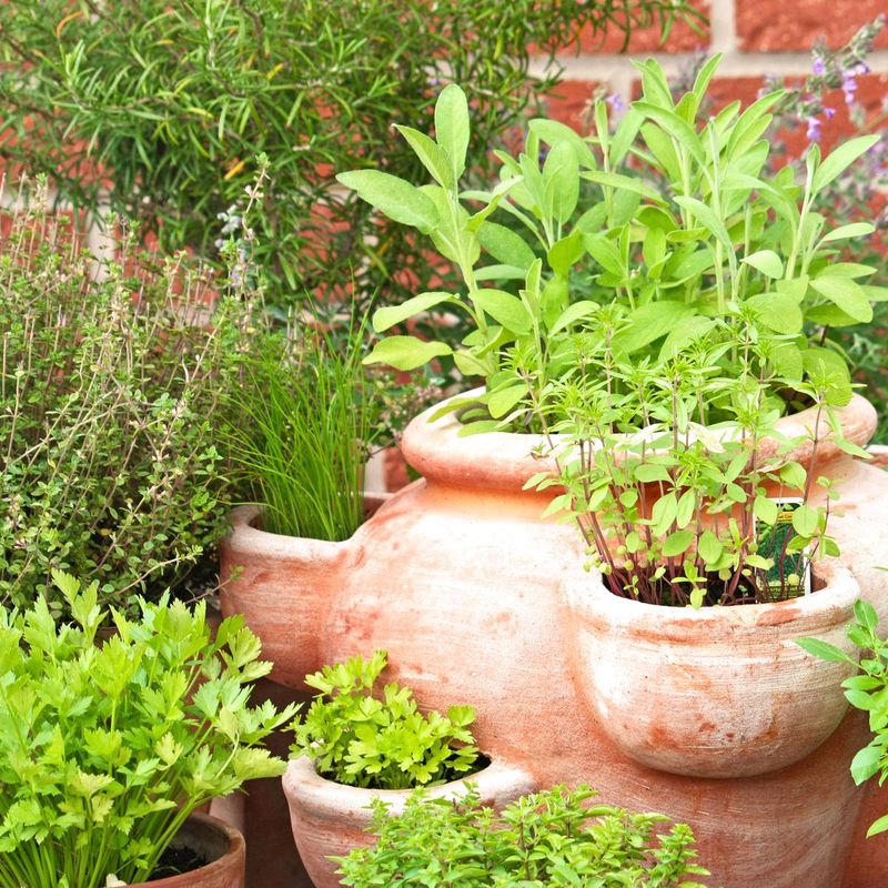 Herb Garden