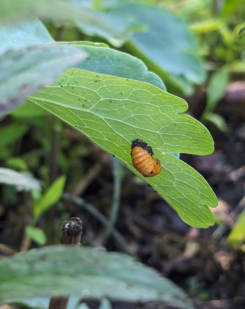 Herbal Pest Repellents