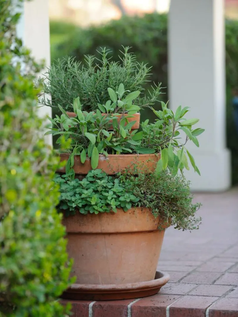 Herbs as Décor