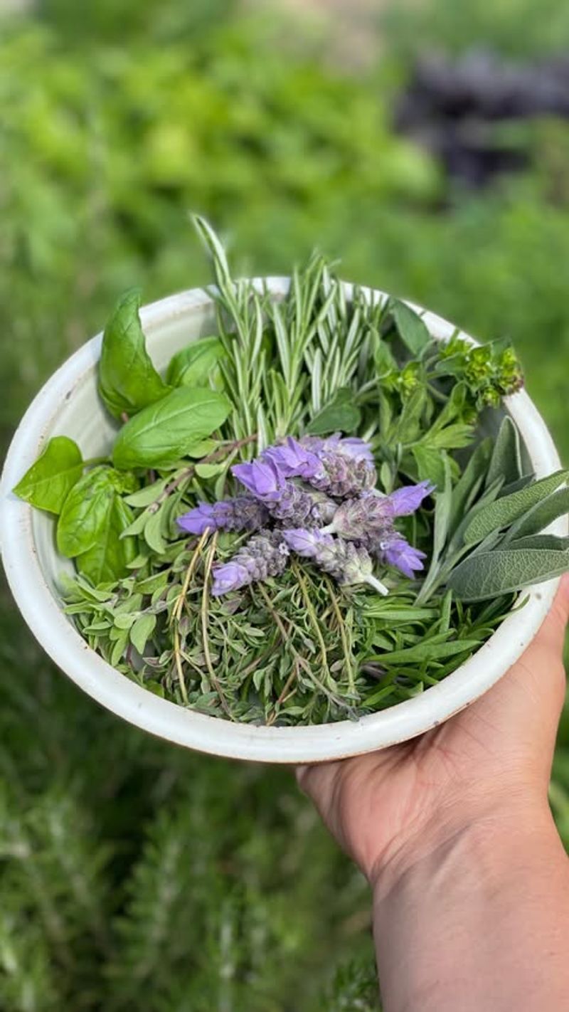 Herbs de Provence