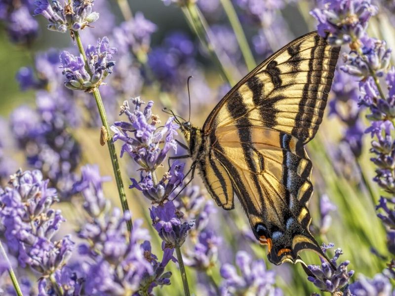 Herbs for Butterflies