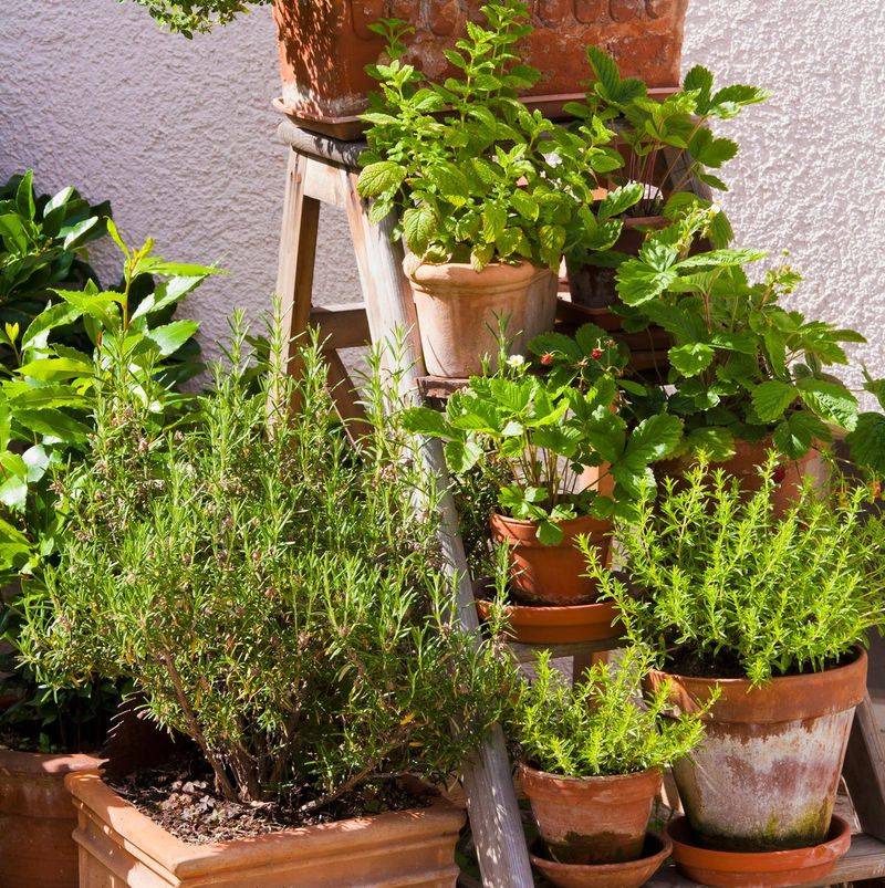 Herbs in Pots