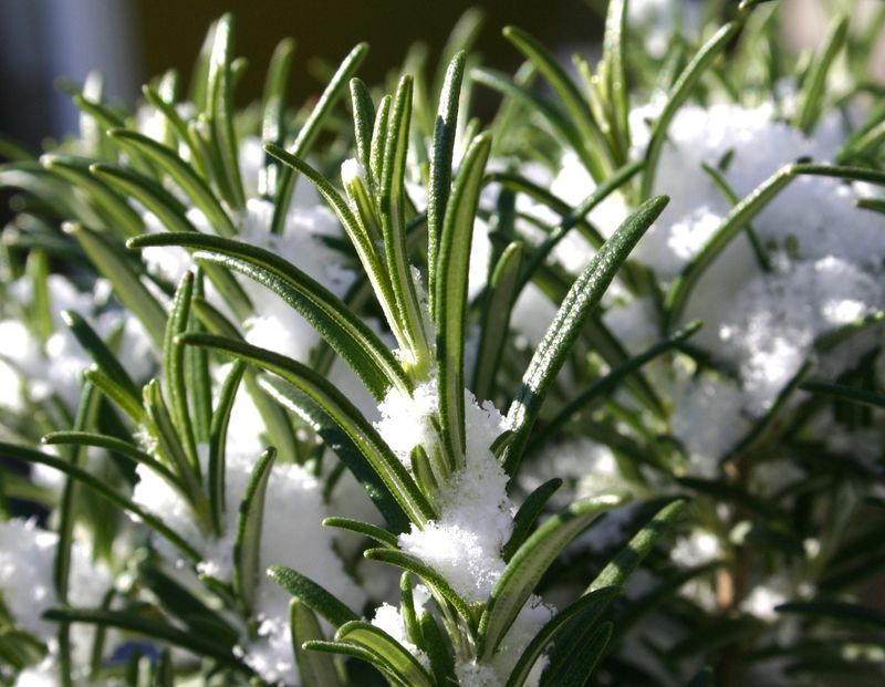 Herbs in Winter