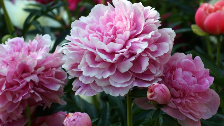 pinkish white peony flower