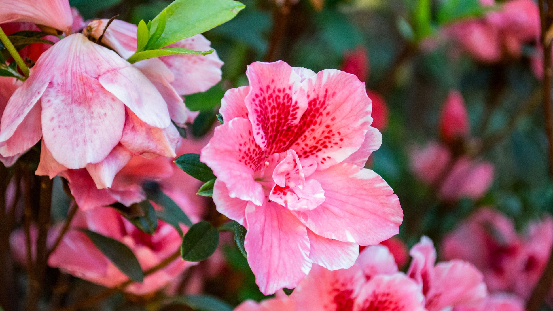 Here Are 29 Beautiful Plants To Grow Instead Of Camellias