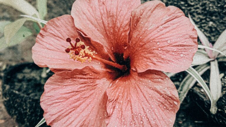 Close-Up Of Hibiscus Flower