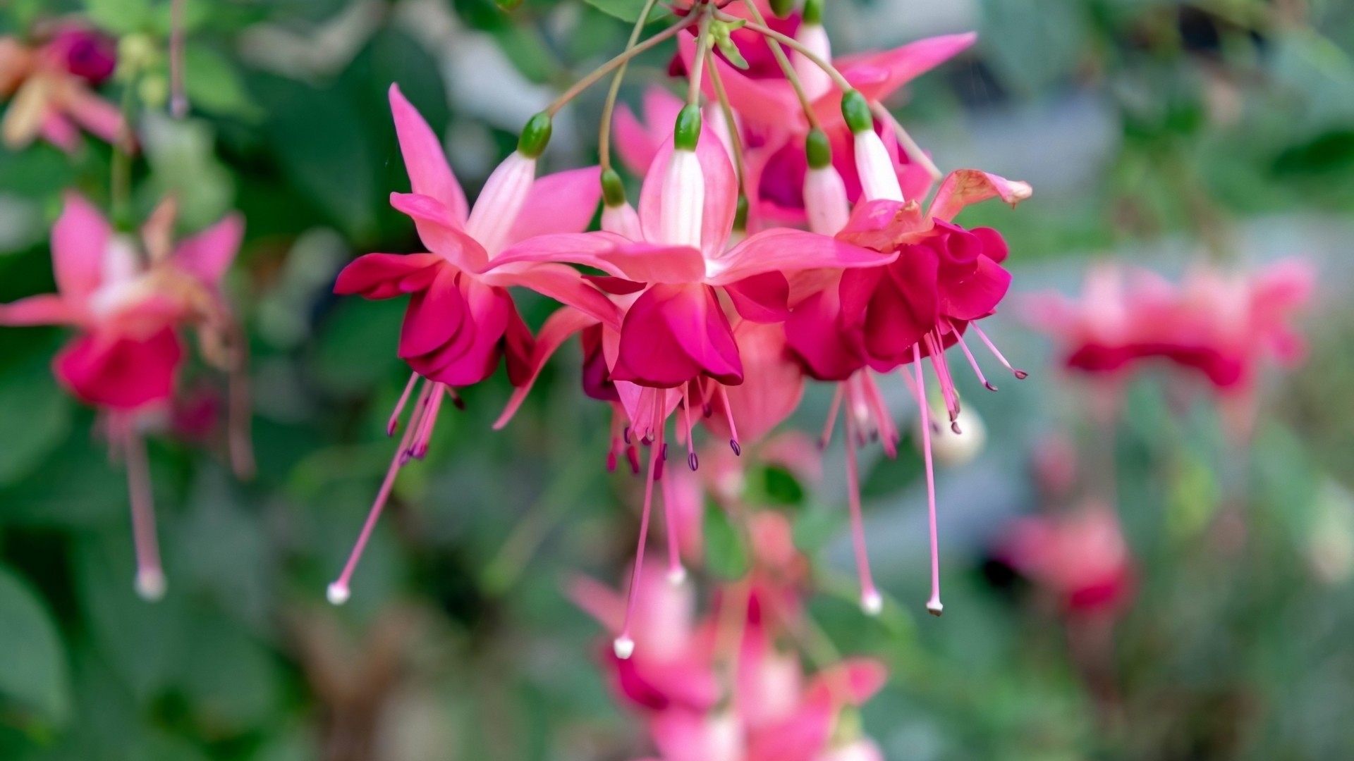 Selective focus of Fuchsia magellanica, Purple pink flower in the garden, Hummingbird fuchsia or hardy fuchsia is a species of flowering plant in the family Evening Primrose family, Floral background.