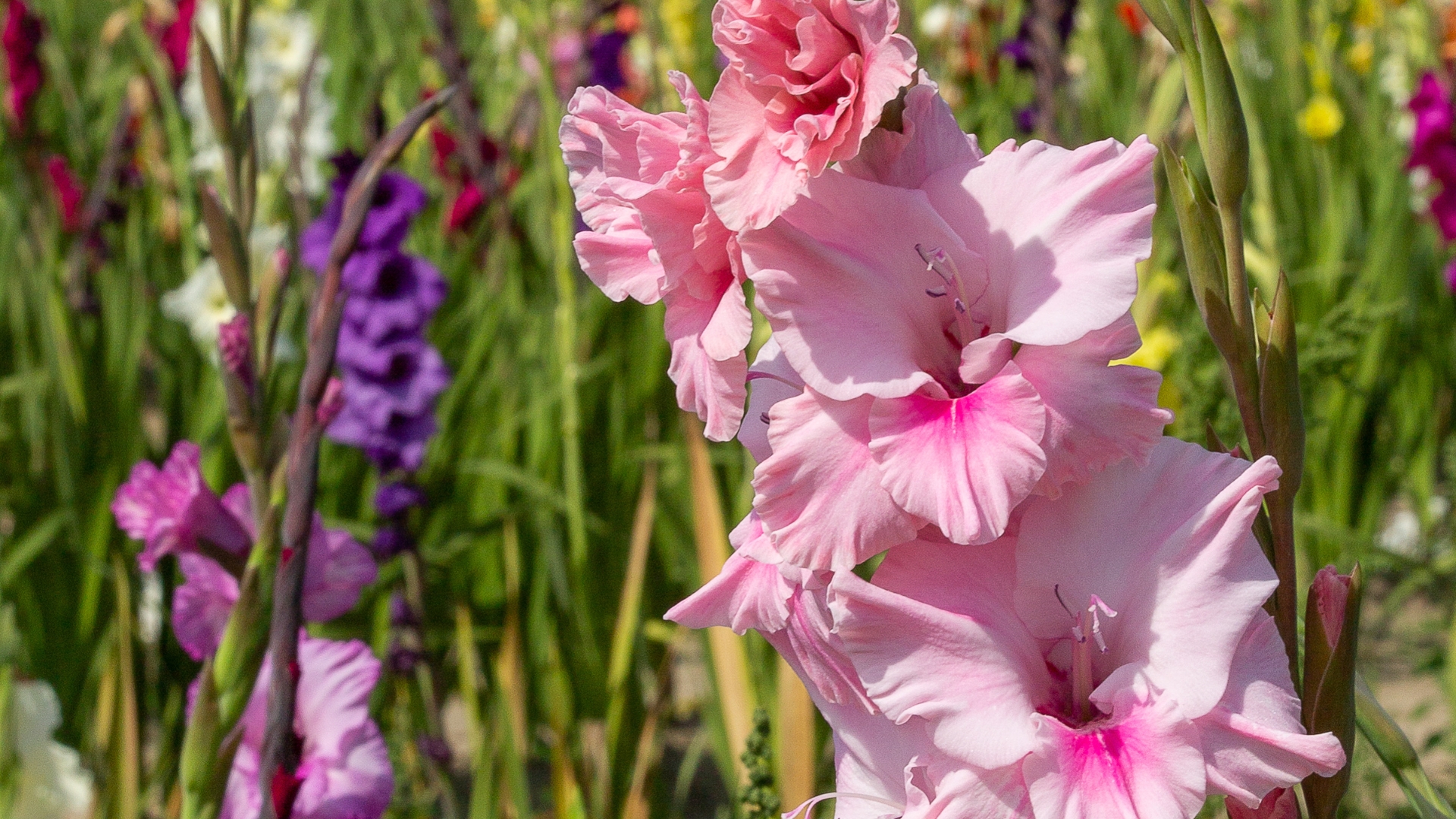 Here Are 30 Beautiful Plants To Grow Instead Of Hollyhocks