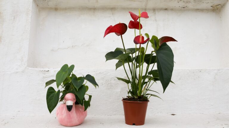 Anthurium in the flowerpot. Anthurium flower is a heart-shaped flower. Flamingo flowers or Boy flowers Pigtail. Anthurium andraeanum symbolize hospitality.