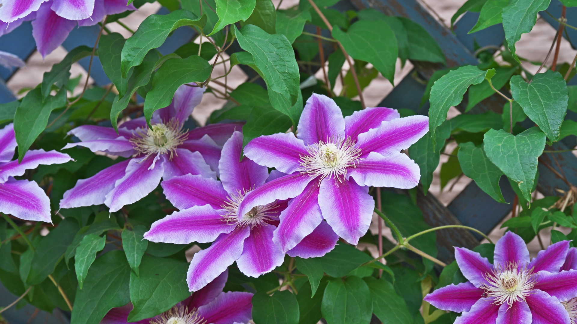 Here Are 30 Beautiful Plants To Grow Instead Of Roses