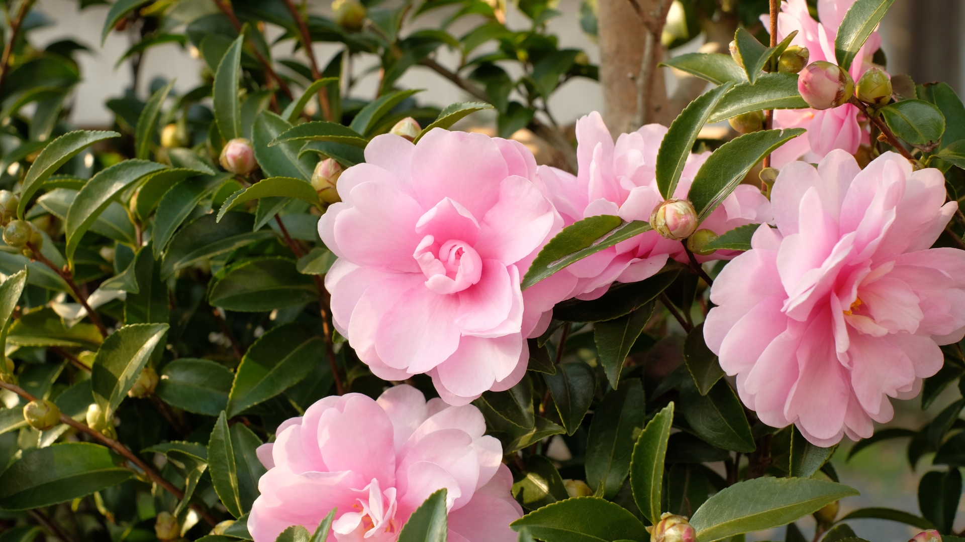 Here Are 30 Beautiful Plants to Grow Instead of Azaleas