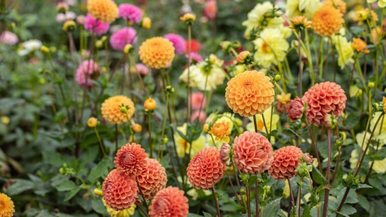 Orange ball dahlias in a flower field. Copy space.