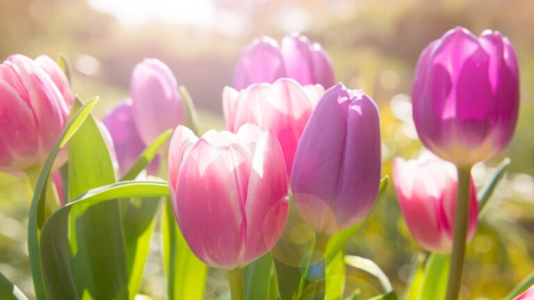 tulips growing in a garden
