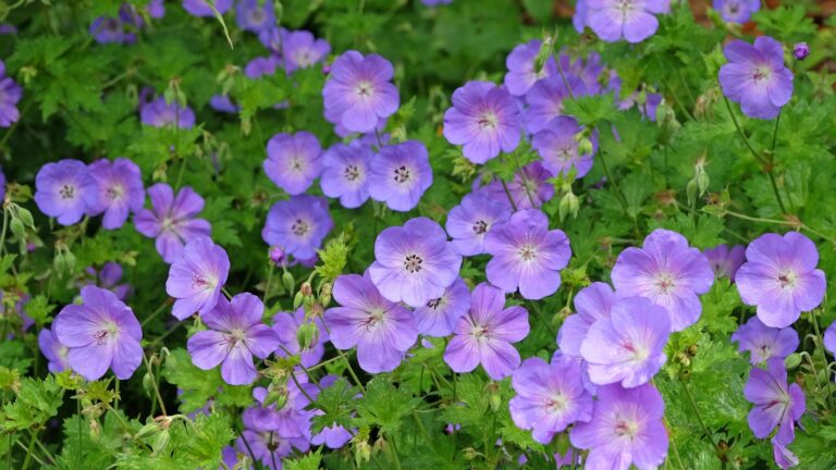Purple hardy geranium cranesbill ‘Rozanne’ in flower.