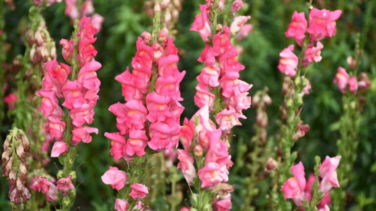 Antirrhinum flower, Snapdragon flower in the garden. Stock Photo